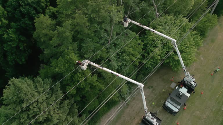 Tree and Shrub Care in Edgewood, IN