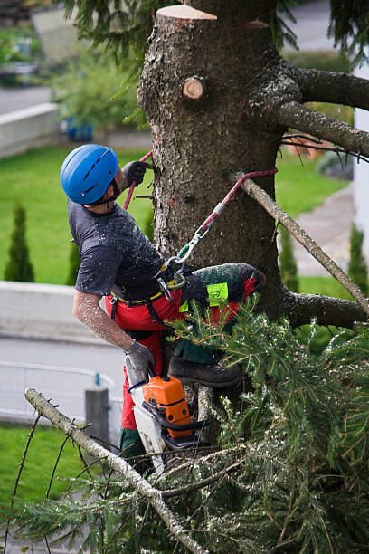 Best Tree Mulching Services  in Edgewood, IN