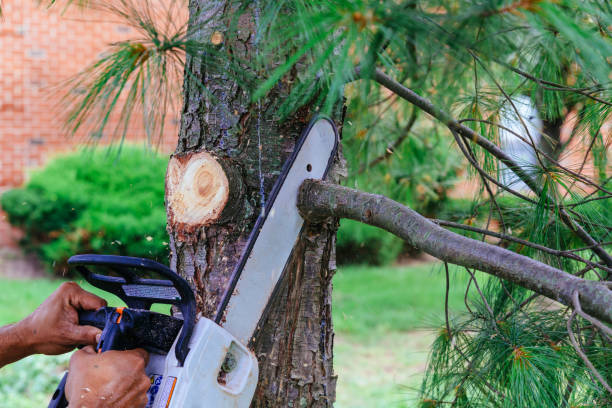 Why Choose Our Tree Removal Services in Edgewood, IN?